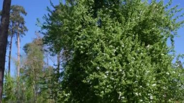 İlkbaharda, Mayıs ayında, yabani bir armut çiçek açtı, beyaz çiçeklerle, kozalaklı bir ağacın etrafında, bir şehir parkında. Yüksek kalite 4k görüntü