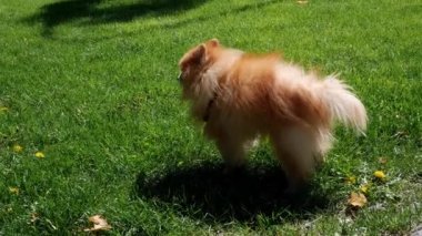 Yaşlı bir Spitz yeşil çimlerin üzerinde duruyor, genç bir Spitz yakınlarda koşuyor. Yüksek kalite 4k görüntü