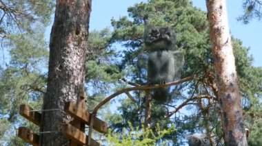 Yaz günü. Ormandaki çamların arasında bir baykuş oturuyor. Rüzgar ağaç dallarını sallıyor. Yüksek kalite 4K görüntü.