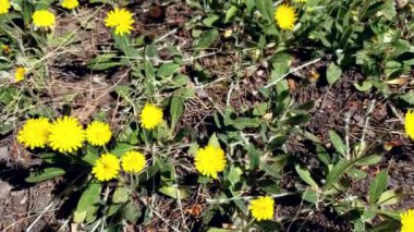 Ormanda sihirli ilkbahar sarı çiçekleri, mayıs karahindiba, tepeden tırnağa dönen kamera, orta derecede yakın plan. Yüksek kalite 4k görüntü