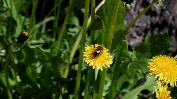 春のシーン花粉を集める黄色のタンポポの蜂 牧草地で春の開花 ミツバチは黄色いタンポポの花 緑の草 黄色の花粉に蜜を集めます 高品質4Kビデオ — ストック動画