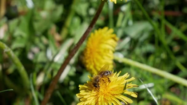 Прекрасная Пчела Пчела Собирает Нектар Одуванчике Желтый Цветок Одуванчика Зеленую — стоковое видео