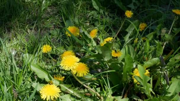 黄色いタンポポの花を持つ春の緑の芝生 春の自然背景 明るい黄色の花 高品質4K映像 — ストック動画