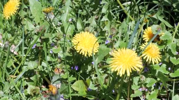 Pole Pięknych Dmuchawców Żółte Kwiaty Kwiaty Kwiatowe Naturalna Łąka Słoneczny — Wideo stockowe