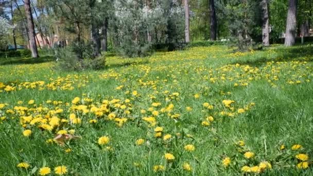 Żółte Wiosenne Kwiaty Rosną Lokalnym Parku Zielonym Trawniku Kwitnący Mniszek — Wideo stockowe