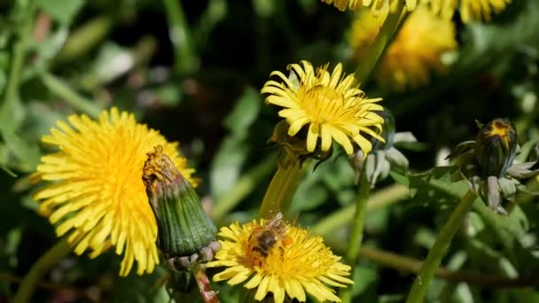 美しい蜂はタンポポ 黄色のタンポポの花 緑の草 黄色の花粉に蜜を収集します ミツバチはタンポポの周りを飛び回り 花粉で汚染された蜜を集めます — ストック動画