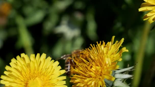 Красива Бджола Бджола Збирає Нектар Кульбабі Жовту Квітку Кульбаби Зелену — стокове відео