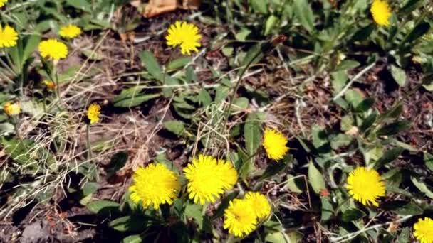 Feld Der Schönen Löwenzahn Gelbe Blüten Florale Blumen Natürliche Wiese — Stockvideo