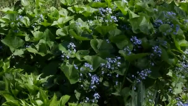 Ein Grundstück Mit Grünen Sträuchern Mit Blauen Blumen Vergissmeinnicht Hintergrund — Stockvideo