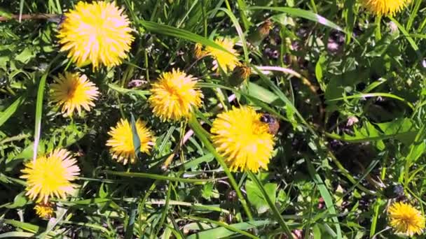蜂は5月のタンポポの黄色の蕾から蜜を収集します 黄色の春の牧草地の花がたくさん 高品質4K映像 — ストック動画