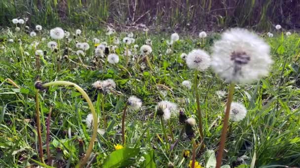 一片长满成熟蒲公英的大森林草地 白色的蒲公英花朵和新鲜的春天青草在美丽的草地上 蒲公英是一种药用植物 高质量的4K镜头 — 图库视频影像