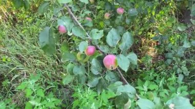 Kırmızı elma ağacının olgunlaşmış meyveleri bir dala asılı. Bir dalda elmalar. Kamera kırmızı elma meyvelerini bir demet halinde sallandırıyor ve dalı yere çekiyor. Büyük olgun meyveler. 