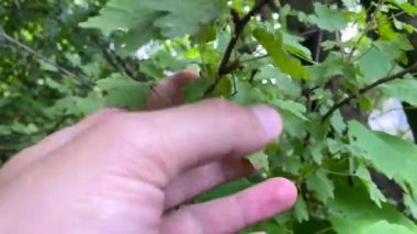 Küçük Bektaşi üzümü ev bahçesinde. Bir adamın eli bektaşi üzümünü inceler. Bir el yeşil çalılıktan kırmızı bir Bektaşi üzümü topluyor, olgunluk var mı diye kontrol ediyor. Bu yaz küçük bir kırmızı bektaşi üzümü mahsulü.. 