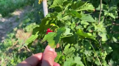 Frenk üzümlü sprey. Olgun kırmızı böğürtlenleri ellerimizle ezeriz. Frenk üzümünün olgunluğunu, dalı bükerek ve kırmızı böğürtlene bakarak kontrol ederiz, sonra onu alıp 4K sıkarız.