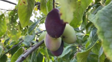 Sarı tesisat hasadı. Dallarda sallanan olgun sarı erikler. Bahçedeki yeşil ağaç yapraklarına yakın bir ağaç dalında sarı bir erik. Sarı meyveli dal. Yüksek kalite 4k 