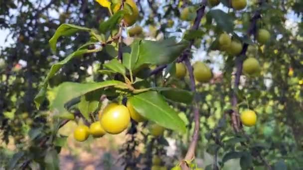 Une Prune Sur Arbre Une Prune Jaune Jeunes Arbres Fruitiers — Video