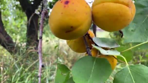 Grands Abricots Jaunes Balancent Sous Les Rafales Vent Sur Une — Video