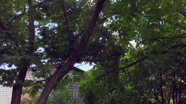 배경에 나무가 가까이 과수원 과푸른 과수원 있노라 비타민 가지를 클로즈업 — 비디오