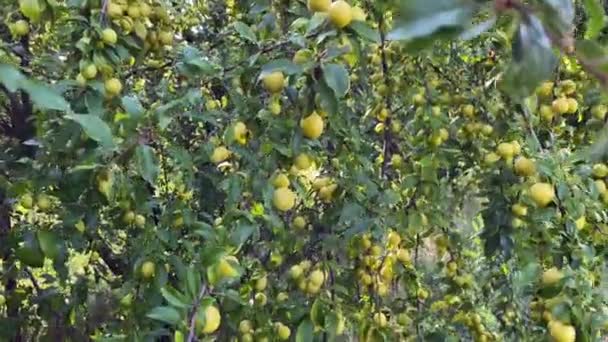 Manojos Fruta Ciruela Cereza Amarilla Cuelgan Árbol Fértil Jardín Una — Vídeo de stock