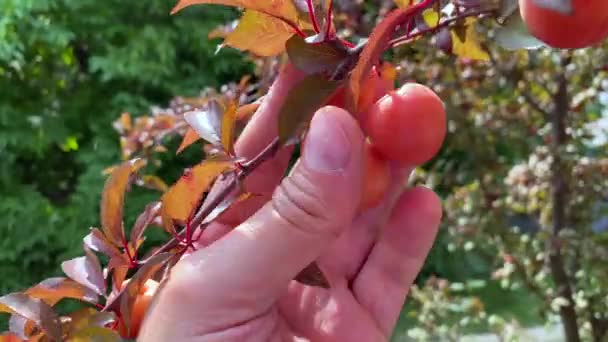 Wiele Dojrzałych Soczystych Moreli Pomarańczowych Rosnących Drzewie Sadzie Prunus Cerasifera — Wideo stockowe