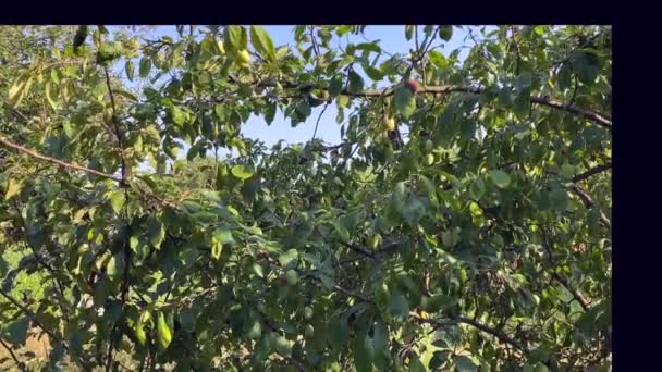의정원에는 나무가 나무와 있습니다 사과나무 정원에 정원의 나무들로 카메라를 여름의 — 비디오