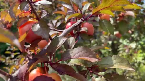 Egy Narancssárga Szilva Ágát Egy Érett Gyümölcsökkel Teli Fán Szilva — Stock videók