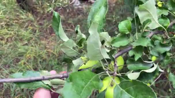 Перевіряємо Вагу Яблук Гілці Руками Саду Зелені Яблука Багато Яблук — стокове відео