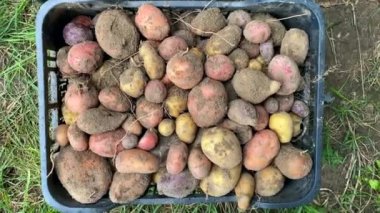 Patates hasadı, farklı türde patatesler, kutuda taze organik patatesler, organik sebze hasadı yetiştirme. Yüksek kaliteli 4K görüntü.