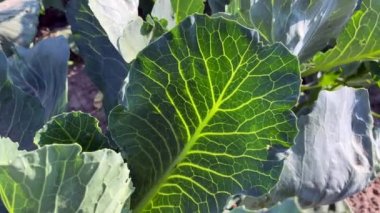 Bahçede lahana yetişiyor. Yeşil yapraklı sebze yetiştirmek. Organik bir çiftlikte çalışıyorum. Tarlada olgunlaşan hasatlar. Tarım gıda endüstrisi. Yüksek kalite 4k video