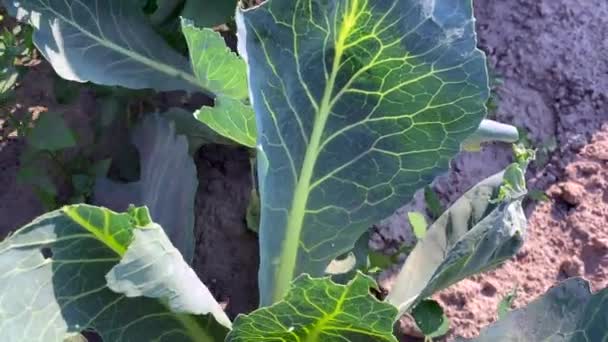 Jeunes Plants Chou Vert Poussant Dans Champ Agriculteurs Sur Des — Video