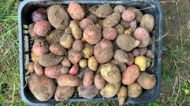 Harvesting Potatoes Unsorted Potatoes Box Different Varieties Fresh Organic Potatoes — Stock Video
