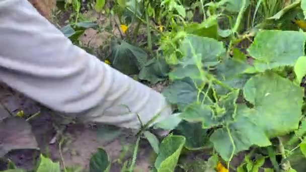 用你自己的手把黄瓜从杂草中清理干净 开花期黄瓜的种子 高质量的4K镜头 — 图库视频影像