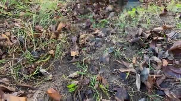 Vrouw Verwijdert Herfstbladeren Door Een Stapel Harken Herfstbladeren Opruimen Schoonmaakster — Stockvideo