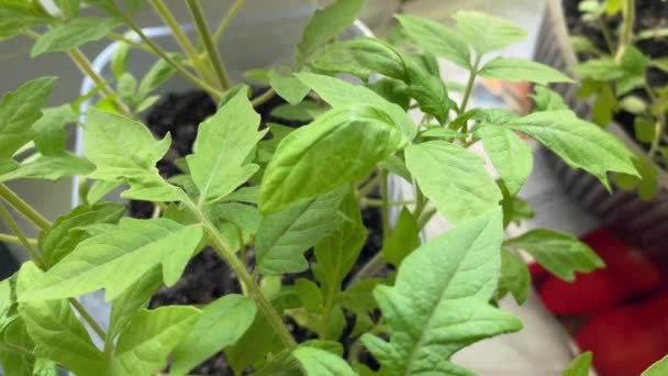 Tohumlar Balkonda Evde Bahçıvanlık Filizler Bitkiler Ekinler Pencere Pervazları Seçici — Stok video
