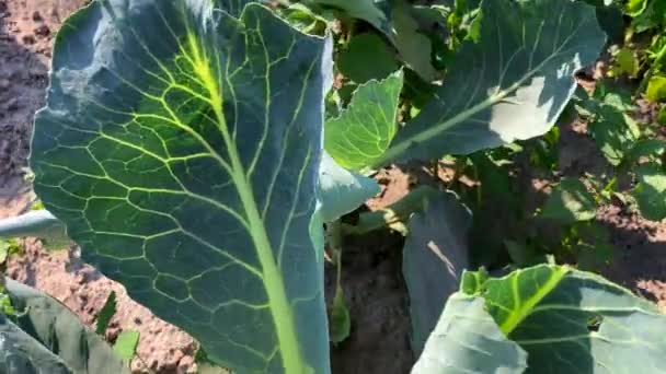 夏にキャベツの緑の葉 収穫場農業キャベツの世話 キャベツの苗が地面に植えられ 風がキャベツの葉を振る 高品質4Kビデオ — ストック動画