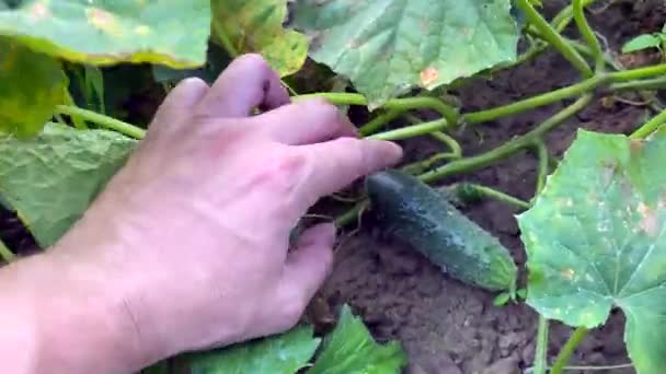 Cultiver Des Légumes Dans Jardin Concombre Vert Frais Sur Une — Video