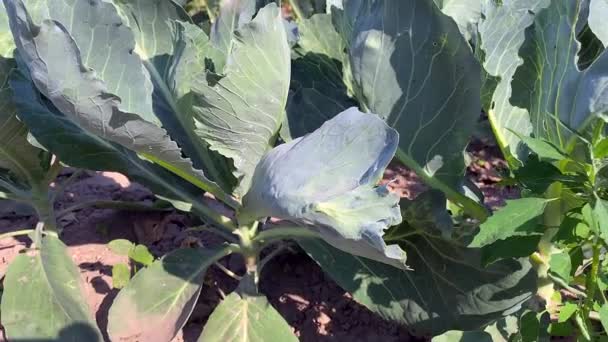 一床绿色卷心菜 小卷心菜生长在农民的田里 地上有绿叶的卷心菜灌木 有机蔬菜种植 优质4K视频 — 图库视频影像