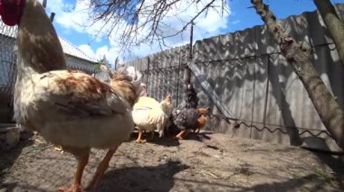 Ön planda bir horoz var, çevreyi gözlemliyor. Tarım. Beyaz, gri tavuklar. Yüksek kalite 4k görüntü