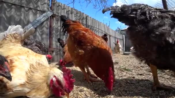 Ein Fauler Hahn Sitzt Und Pickt Weizen Hühner Und Hähne — Stockvideo
