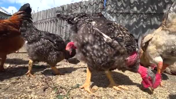 Nourrir Des Poules Pondeuses Dans Poulailler Gros Plan Oiseau Joyeux — Video