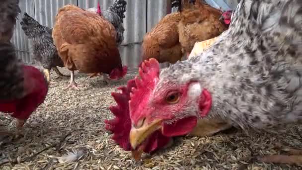 Lazy Rooster Pecks Wheat While Sitting Adult Chickens Peck Wheat — Stock Video