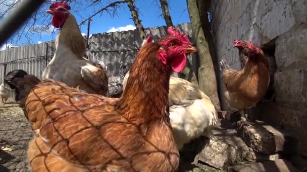 Rooster Jeho Dospělá Kuřata Domácí Kuřata Kurníku Domácí Kuřata Kurníku — Stock video