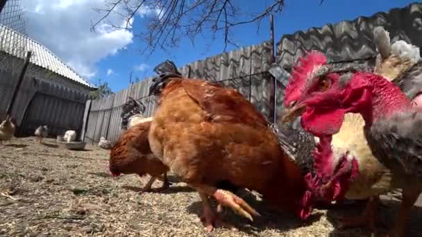 White Rooster Sits Stood Red Rooster Pecks Wheat Gray Rooster — Stock Video