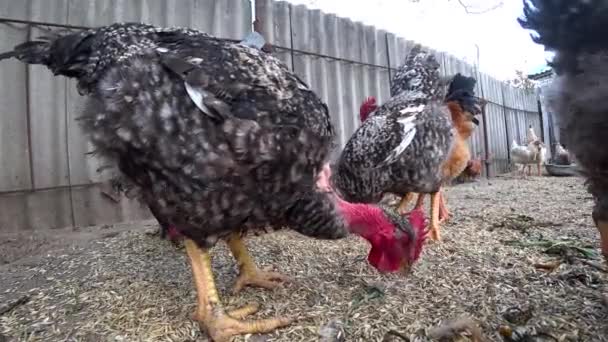 Szürke Tyúkok Járkálnak Udvaron Esznek Gazdálkodnak Állattenyésztés Egy Kakas Vörös — Stock videók