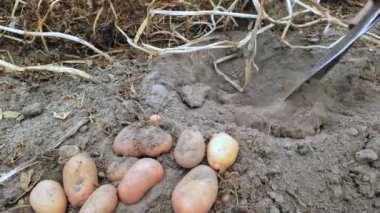 Bahçede patates arıyorduk. Çiftçi bir kürek kullanarak patatesleri çıkarıyor ve onları ortak bir yığının üzerine atıyor. Yüksek kalite 4k görüntü