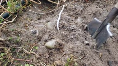 Bahçede beyaz ve kırmızı patates koleksiyonu. Patates çalısı bir kürekle topraktan çıkarılır ve bir el kök ekinleri toplar.