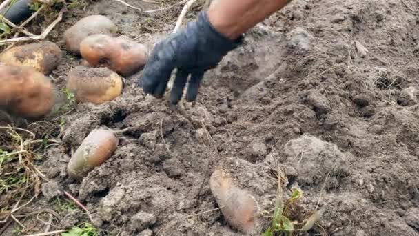 Mezőgazdaság Fogalma Zöldségtermesztés Egy Farmer Krumplit Rendez Növessz Ételt Mezőgazdasági — Stock videók