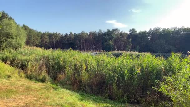 Piękny Krajobraz Lesie Nad Jeziorem Trzciny Słoneczny Letni Dzień Widok — Wideo stockowe