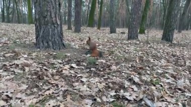 Yaprağın üzerinde oturan ve fındıkları kemiren kırmızı bir sincabın uzaktan görünüşü. Yüksek kalite 4k görüntü