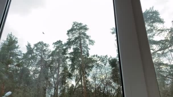 Вікно Вид Через Вікно Зелених Сосен Небо Похмуру Погоду Високоякісні — стокове відео